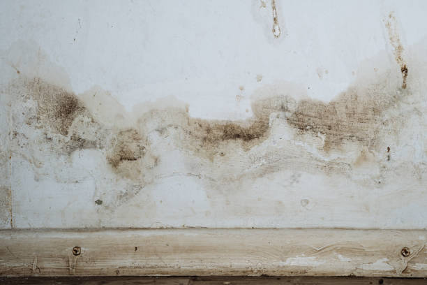 Why You Should Choose Our Mold Remediation Services in Highgrove, CA